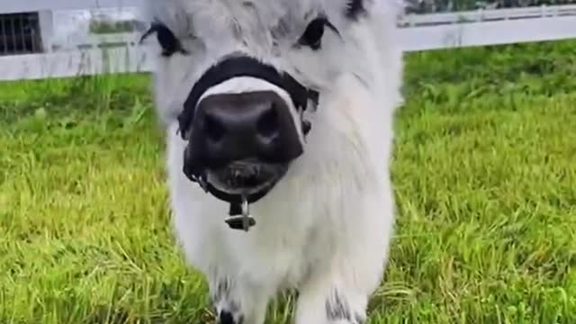 Mavericks perform a magic trick of disappearing ears