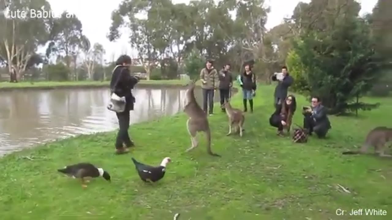 hippo chasing guy