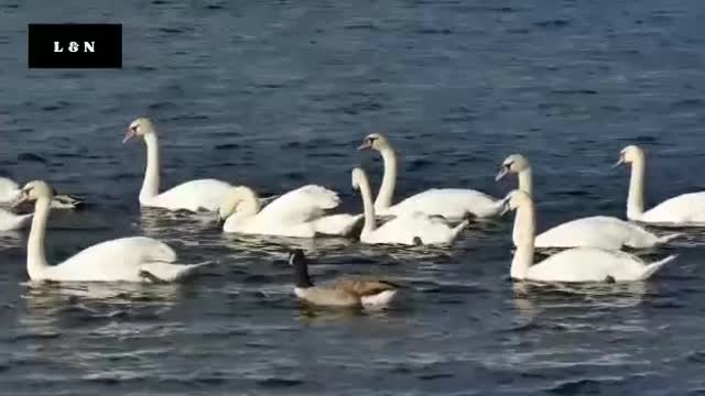 Beautiful birds floating on water