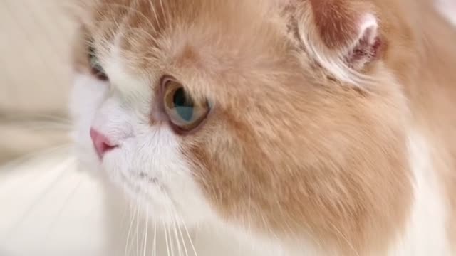 It is the most beautiful cat I’ve ever seen