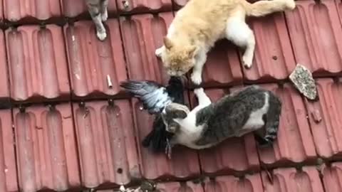 Three Cats