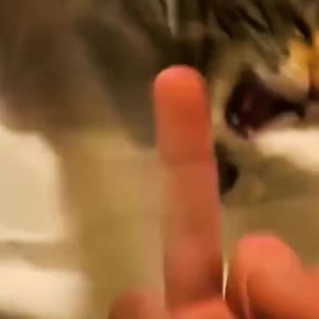 Funny animal compilation.