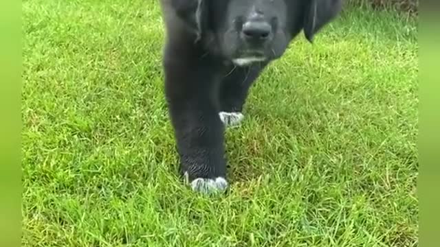 Puppies Doing Funny Things that will melt your heart