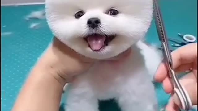 Cute Dog Getting A Clean Cut.