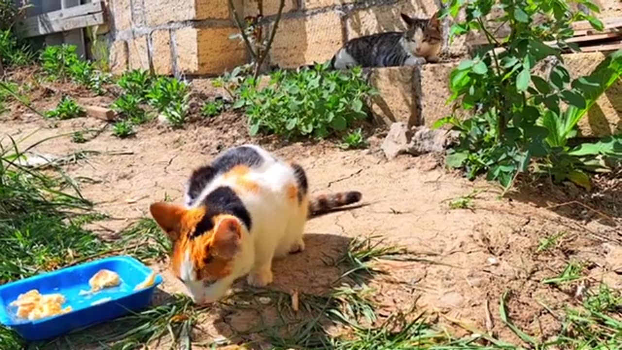 A pregnant cat and a male cat eat together #hungrycats #catvideos #streetcats