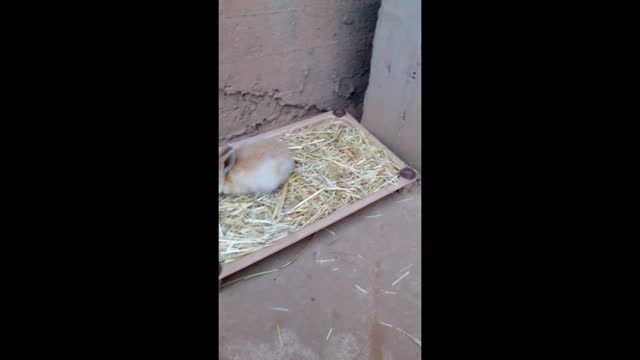 Cute rabbit baby