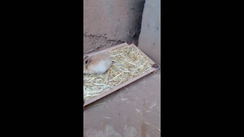 Cute rabbit baby