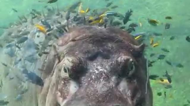 Timothy is the definition of relaxation goals! 🦛🐟😴