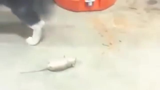 Cat and mouse fighting to each other funny video