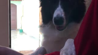 Border Collie asks owner for food