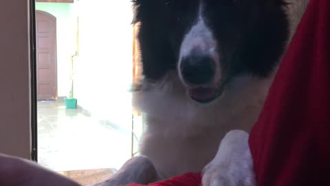 Border Collie asks owner for food