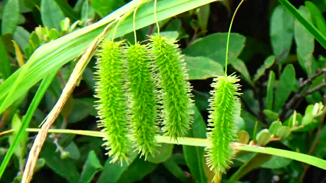 Longhair Sedge