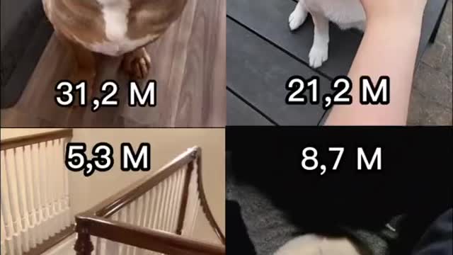 Most viral Trend on tiktok, funny doggo 🤭🤭😂😂🤣🤣🤣