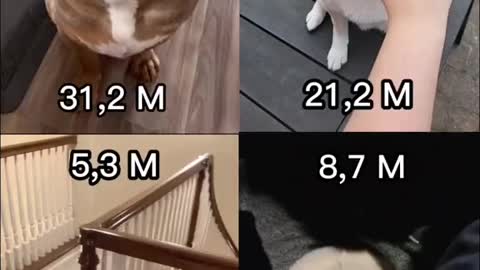 Most viral Trend on tiktok, funny doggo 🤭🤭😂😂🤣🤣🤣