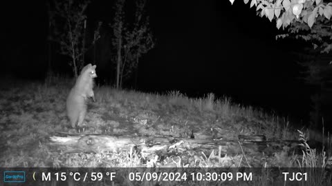 Raccoon Standing