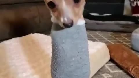 Cute Animals The cutest doggo