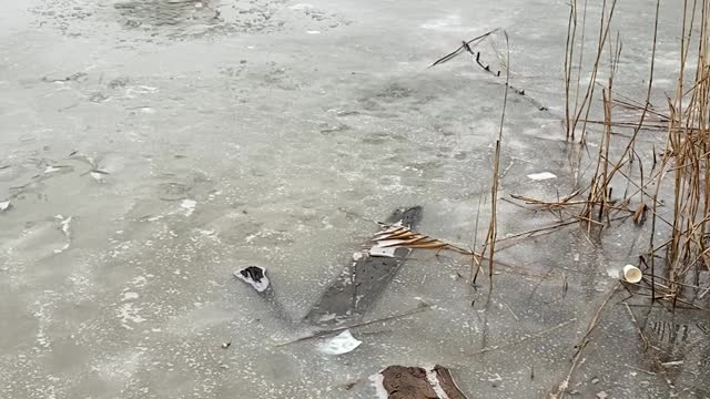 Brave Man Saves Dog That Fell Through Icy Pond