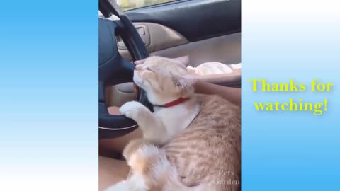 funny crazy cats, that will make you laugh so hard PT3