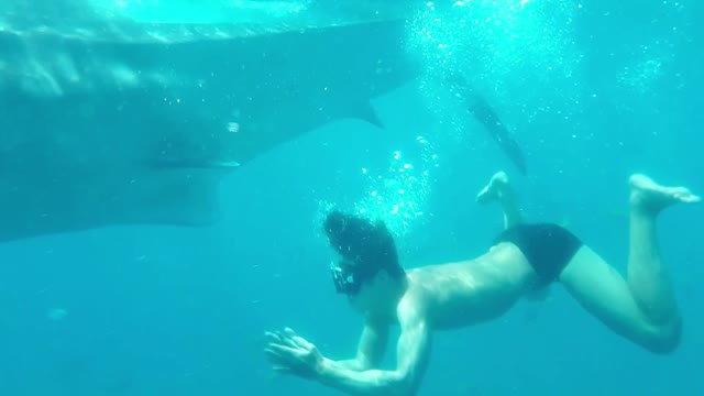 swim with whale shark