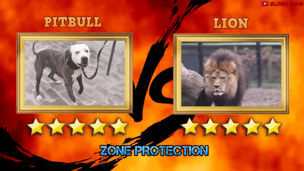 Pitbull VS Lion - Lion VS Pitbull Real Video! Animal Lovers Pro