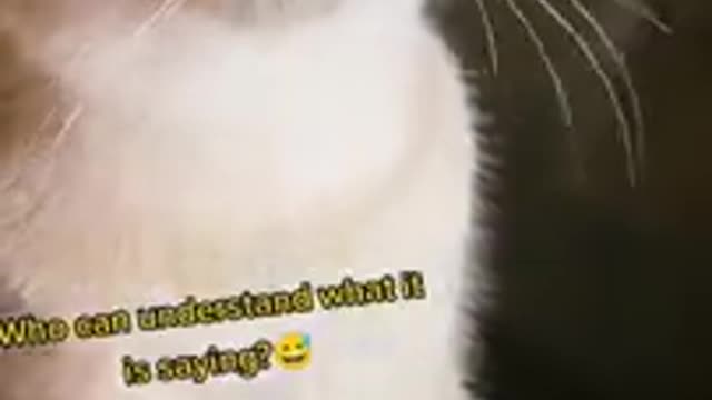 Lovely Cat, black cat, cats, funny cats, funny cat videos 1614