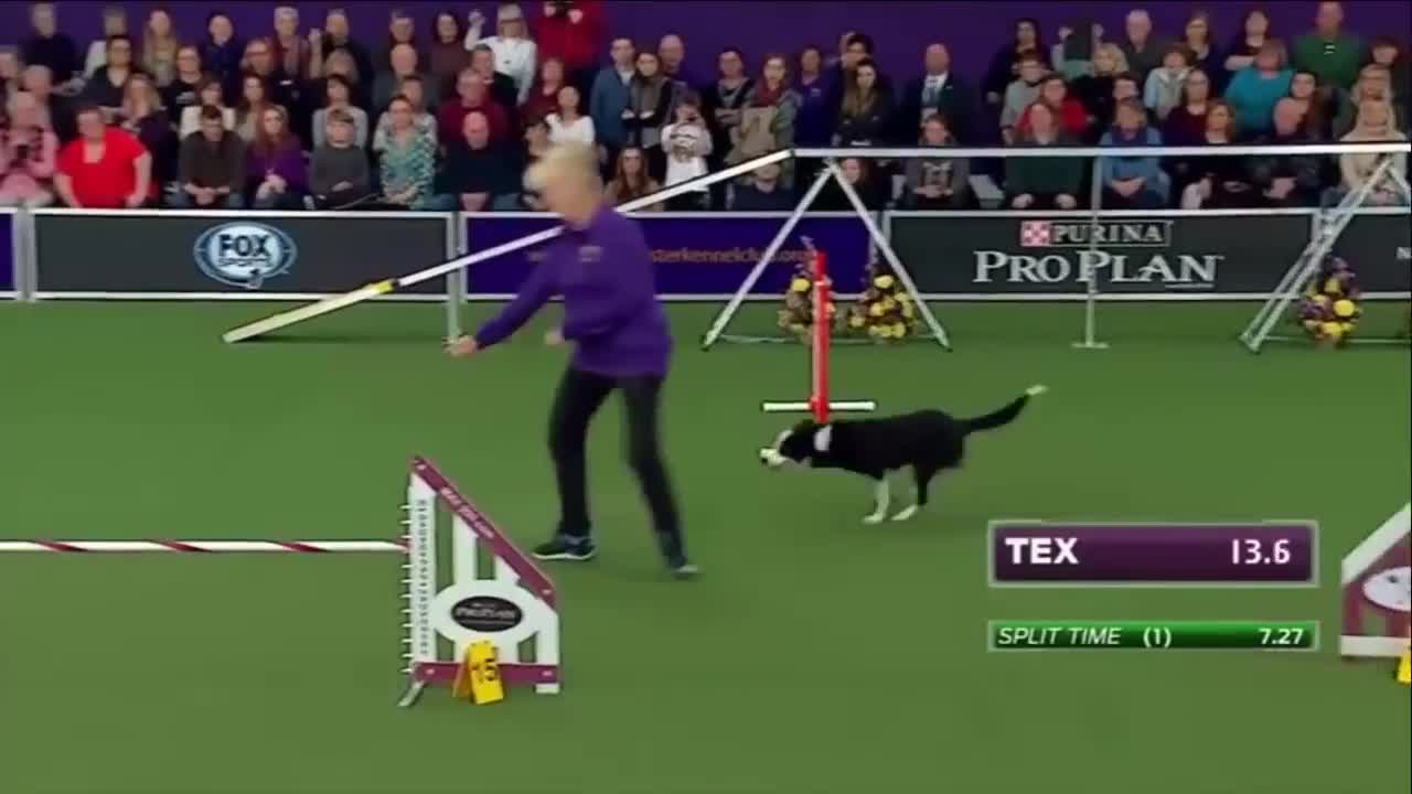 Dog amazing skill