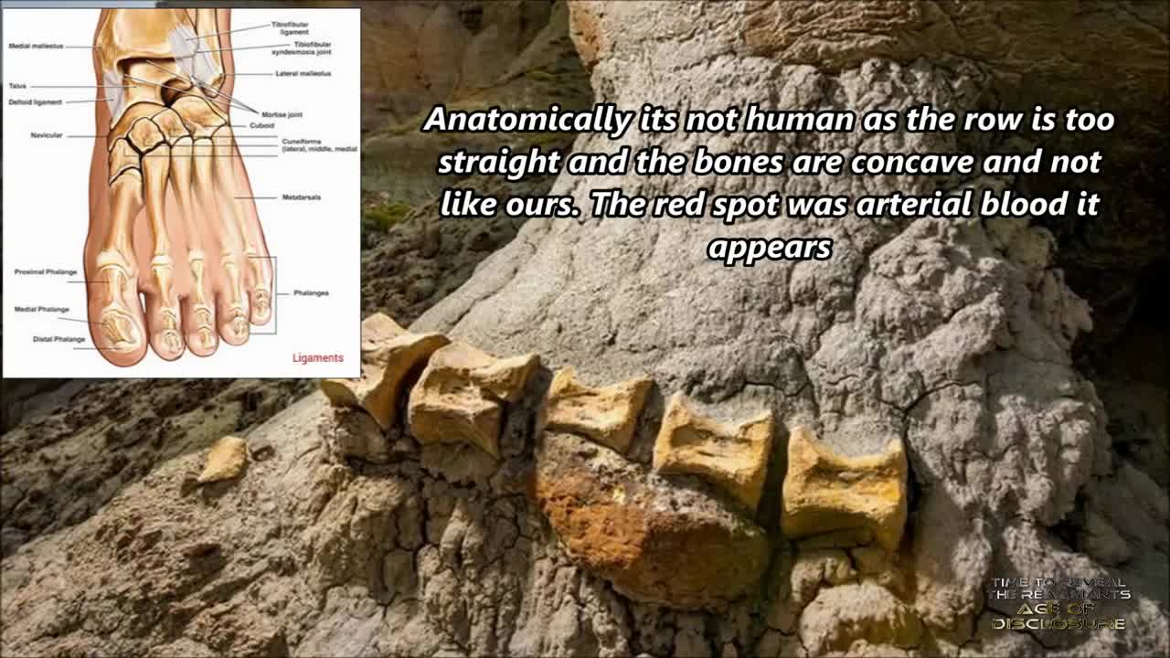 Ancient Petrified JET PILOT & Strange Creature Wearing Technology