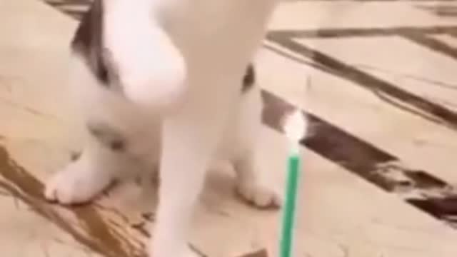 Funny cat with Birthday cake # Funny cat #Funny