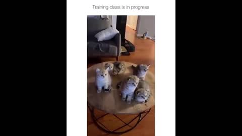 cat watching tv