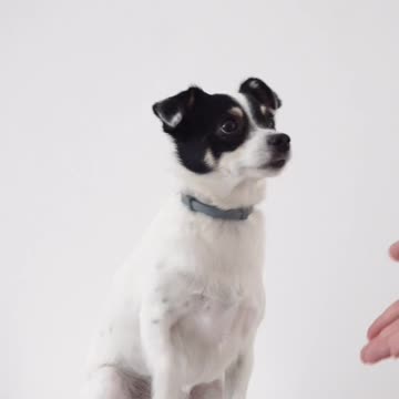 Very nice dog video