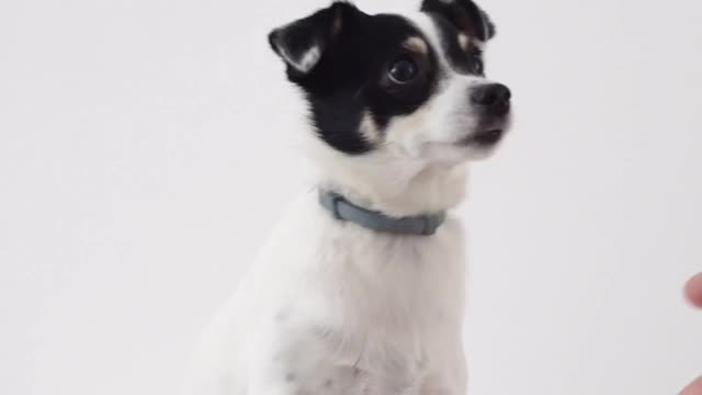 Very nice dog video