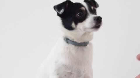 Very nice dog video