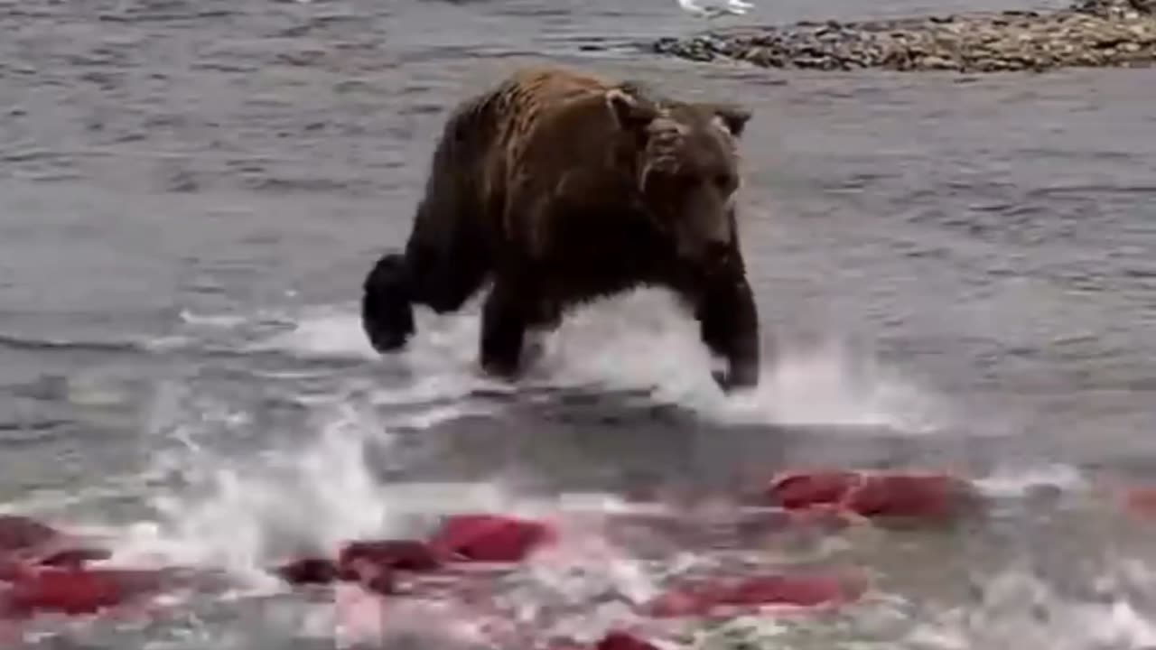 Bear rushing to catch for migration party