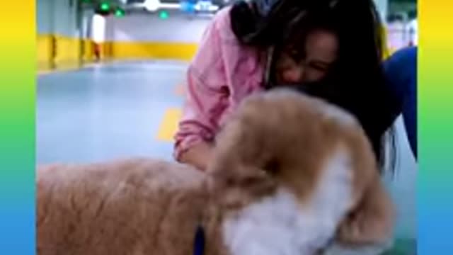 hearts_️_dog2_Smart Dog Video - short