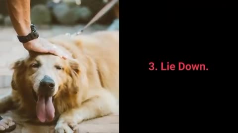 🐕🐶basic dog traning - TOP 10 essential commands evry dog