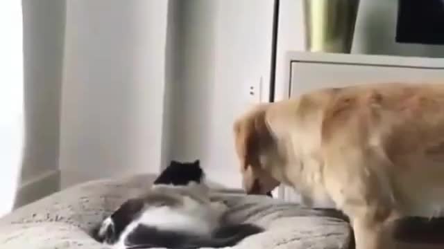 Funny Video of Dog Playing With Cat