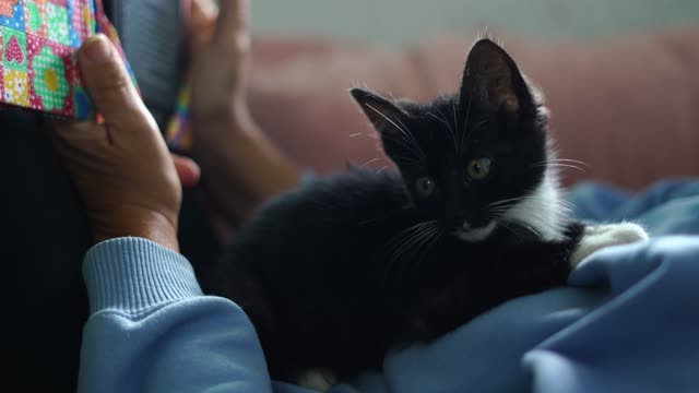 Funny back cat 🐈‍⬛ sitting in the bed videos 😂