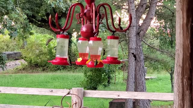 Hummingbirds