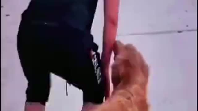 Super funny dog animals funny 🤣