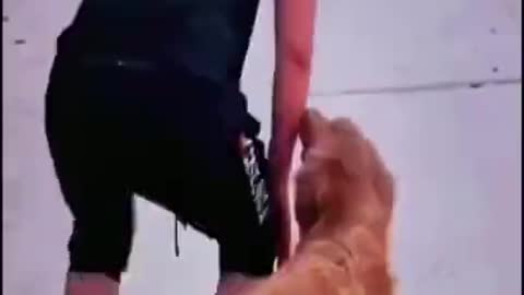 Super funny dog animals funny 🤣