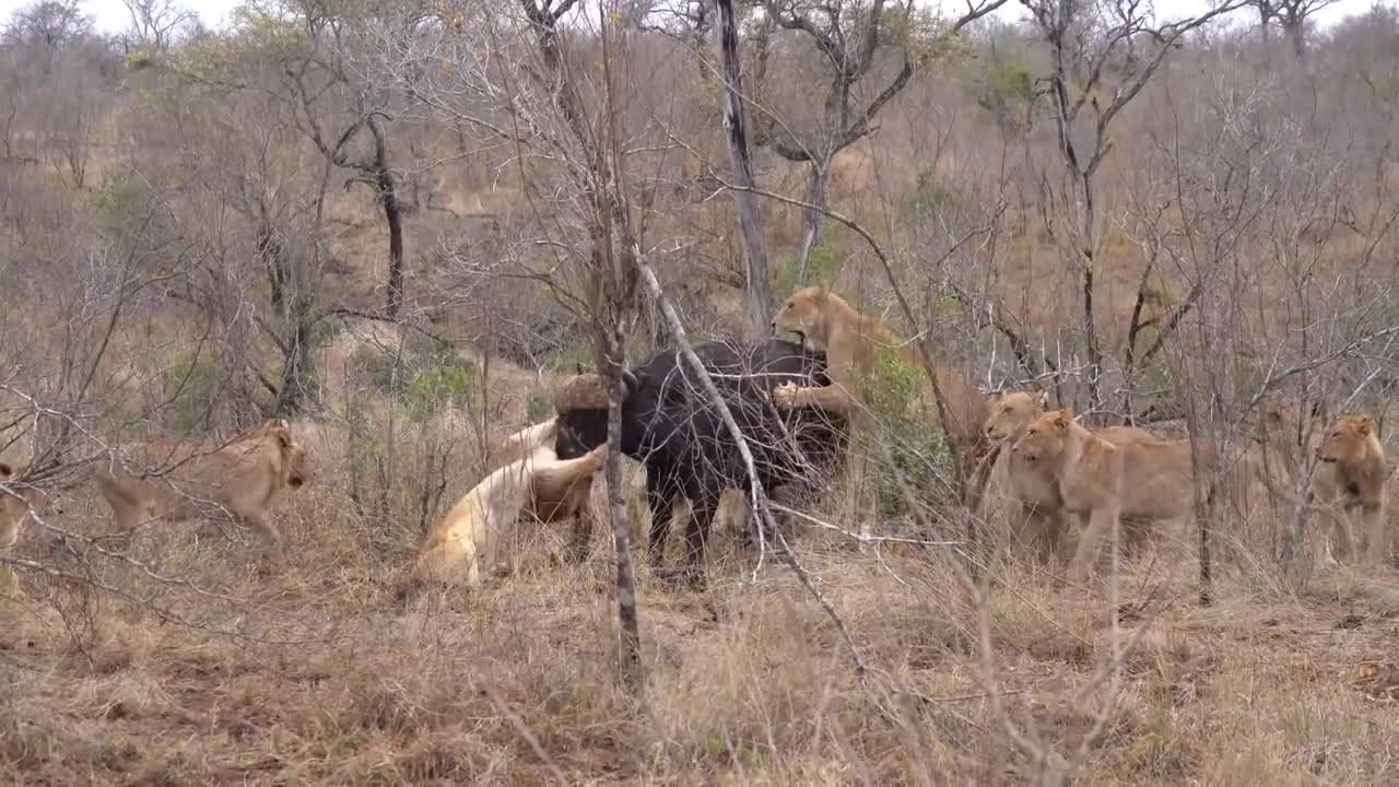 Lion Pride Attacks and Brings Down Cape Buffalo