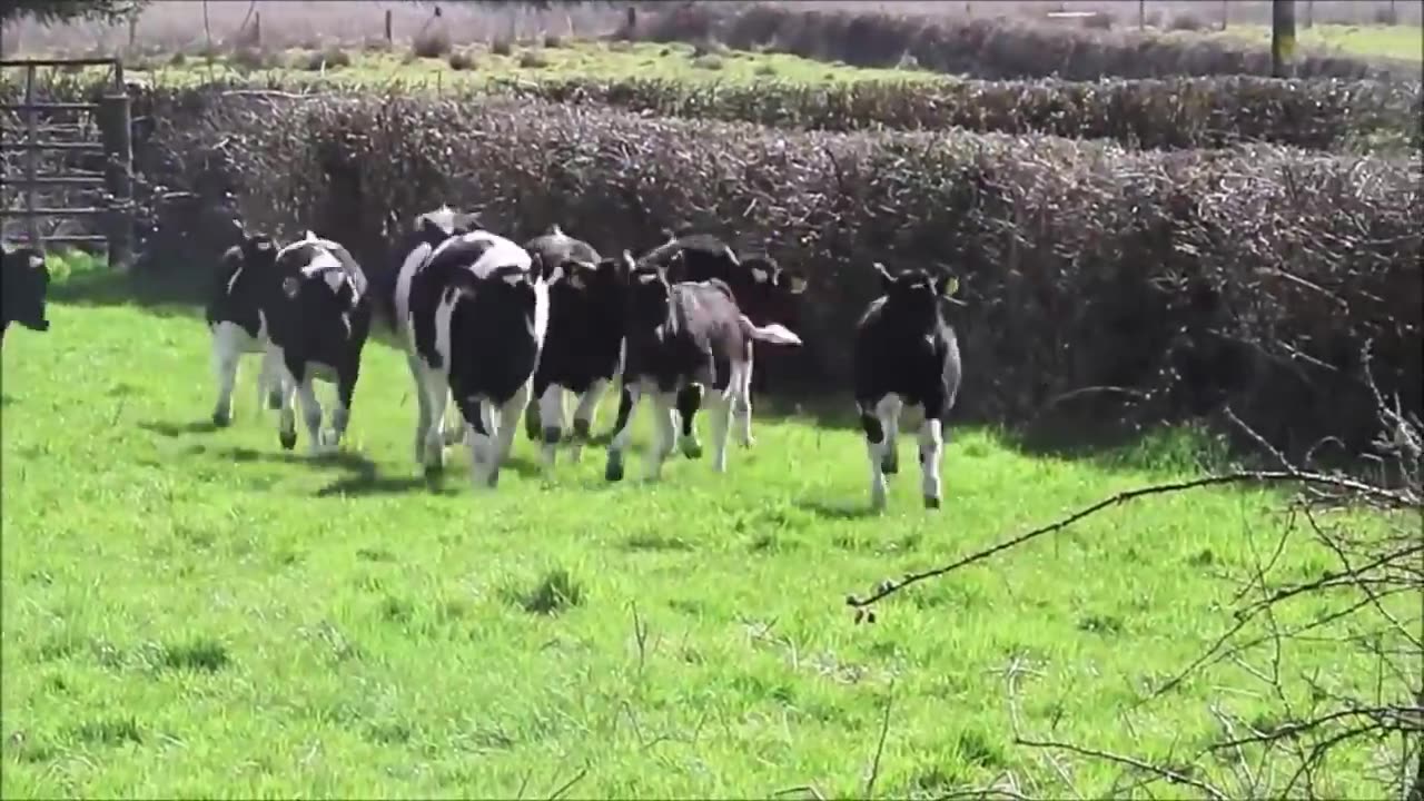 Cows Go Moo (Baby Edition) - CUTEST Compilation