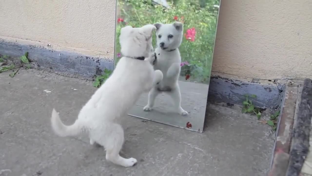 my Dog BUBA First Mirror Reflection