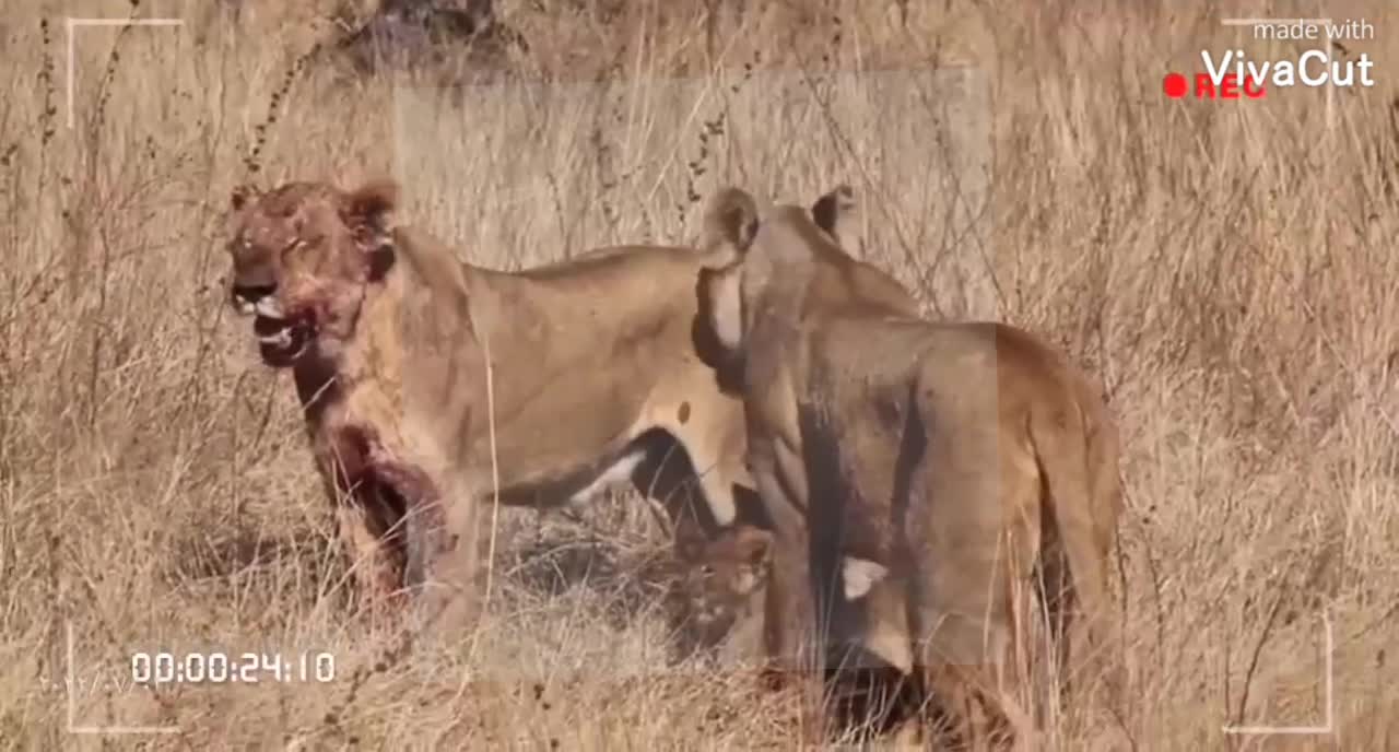 Watch how wild animals prey on other pets