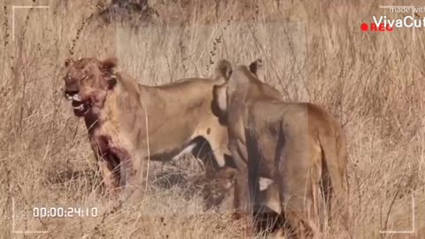 Watch how wild animals prey on other pets