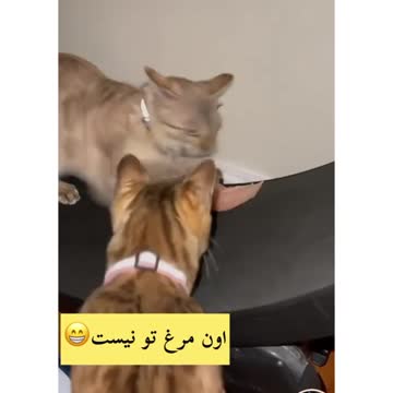 The cat steals the chicken