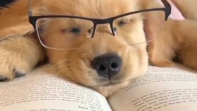 Funny dog ​​wanting to study!