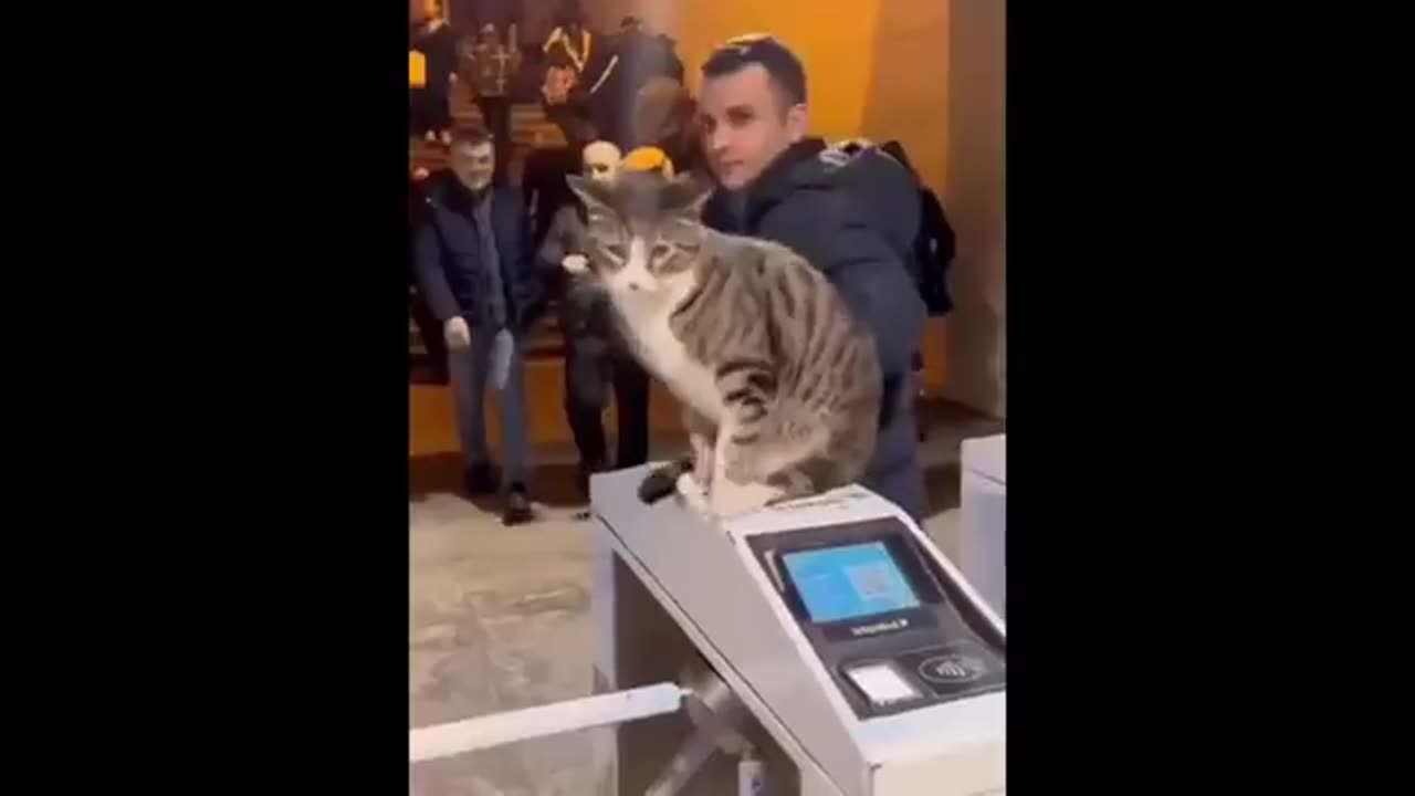 New Funny Animals 1