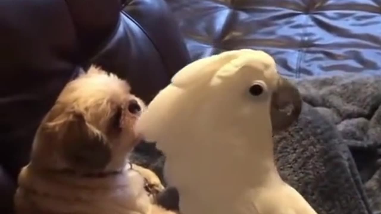 Funny cockatoo bird with dog