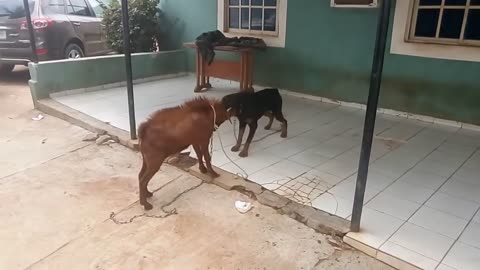 Goat vs Dog Fight
